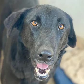 Jinx, female young Mixed Breed for adoption at Hundegarten Serres, Euskirchen