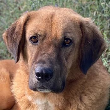 Maletto, male 7yo Mixed Breed for adoption at Hundegarten Serres, Euskirchen