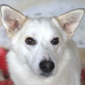 Thimia, female young Mixed Breed for adoption at Hundegarten Serres, Euskirchen
