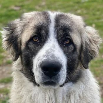 Chef, male puppy Mixed Breed for adoption at Hundegarten Serres, Euskirchen