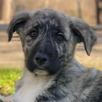 Tofu, male puppy Mixed Breed for adoption at Hundegarten Serres, Euskirchen