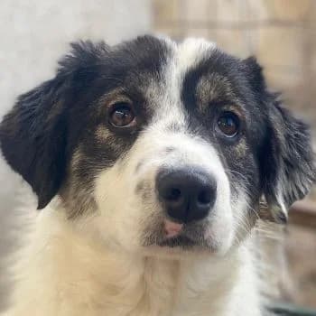 Majolika, female young Mixed Breed for adoption at Hundegarten Serres, Euskirchen