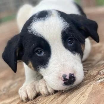 Hawaii, female puppy Mixed Breed for adoption at Hundegarten Serres, Euskirchen