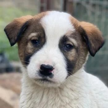 Calzone, male puppy Mixed Breed for adoption at Hundegarten Serres, Euskirchen