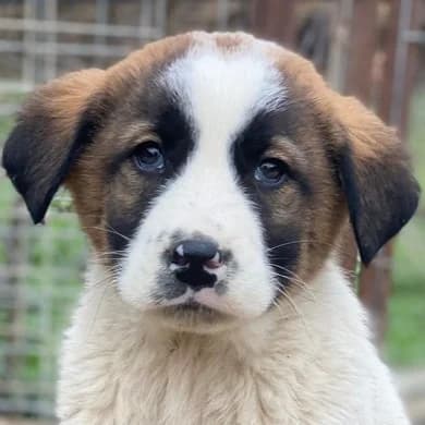 Diavolo, male puppy Mixed Breed for adoption at Hundegarten Serres, Euskirchen