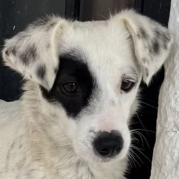 Meybel, female young Mixed Breed for adoption at Hundegarten Serres, Euskirchen