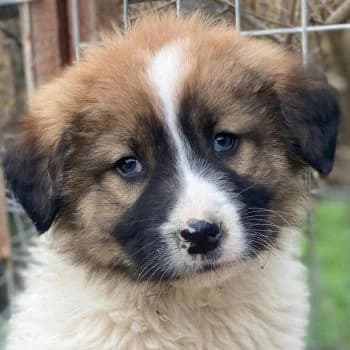 Prosciutto, male puppy Mixed Breed for adoption at Hundegarten Serres, Euskirchen