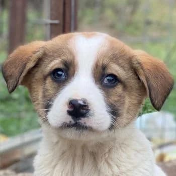 Salami, male puppy Mixed Breed for adoption at Hundegarten Serres, Euskirchen