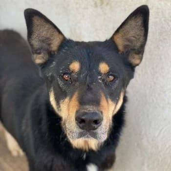 Niles, male 7yo Mixed Breed for adoption at Hundegarten Serres, Euskirchen