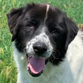 Nitro, male 7yo Mixed Breed for adoption at Hundegarten Serres, Euskirchen