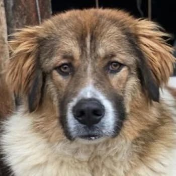 Fellnando, male young Mixed Breed for adoption at Hundegarten Serres, Euskirchen