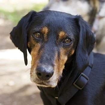Neria, female 5yo Mixed Breed for adoption at Hundegarten Serres, Euskirchen