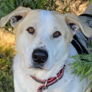 Rango, male 6yo Mixed Breed for adoption at Hundegarten Serres, Euskirchen