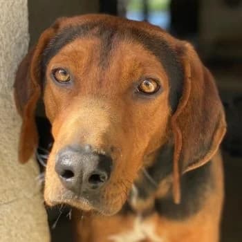 Brezel, male young Mixed Breed for adoption at Hundegarten Serres, Euskirchen