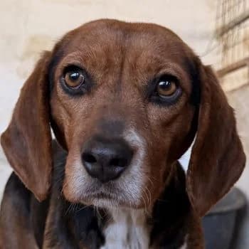 Isotta, female 4yo Mixed Breed for adoption at Hundegarten Serres, Euskirchen