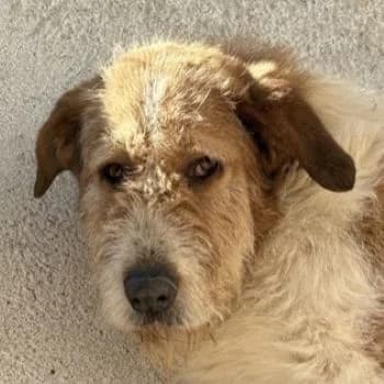 Yennefer, female young Mixed Breed for adoption at Hundegarten Serres, Euskirchen