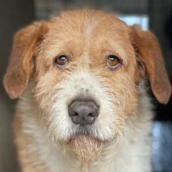 Yvaine, female young Mixed Breed for adoption at Hundegarten Serres, Euskirchen