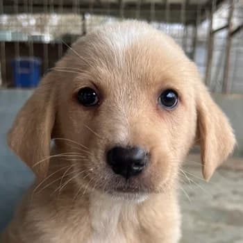 Blondie, female puppy Mixed Breed for adoption at Hundegarten Serres, Euskirchen