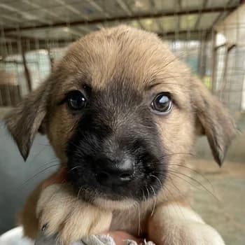 Eleanor, female puppy Mixed Breed for adoption at Hundegarten Serres, Euskirchen
