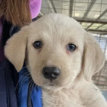 Gracie, female puppy Mixed Breed for adoption at Hundegarten Serres, Euskirchen