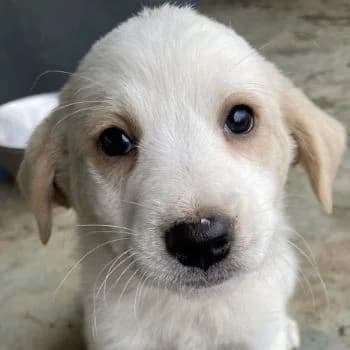 Katy, female puppy Mixed Breed for adoption at Hundegarten Serres, Euskirchen