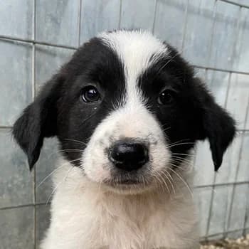 Nova, female puppy Mixed Breed for adoption at Hundegarten Serres, Euskirchen