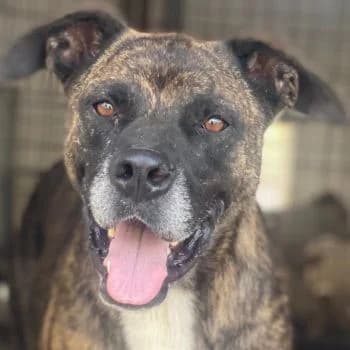 Sisko, male 5yo Mixed Breed for adoption at Hundegarten Serres, Euskirchen