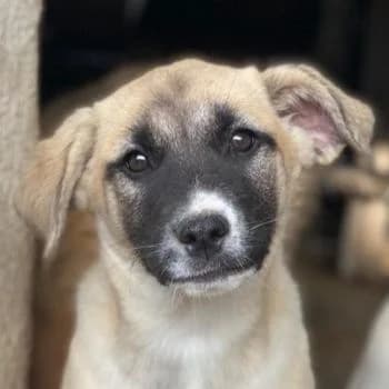 Mira, female puppy Mixed Breed for adoption at Hundegarten Serres, Euskirchen