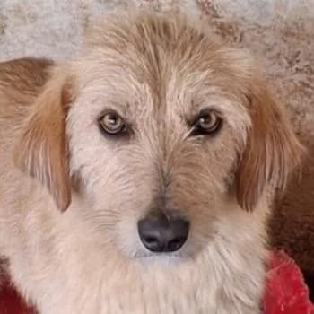 Schnitzel, male young Mixed Breed for adoption at Hundegarten Serres, Euskirchen