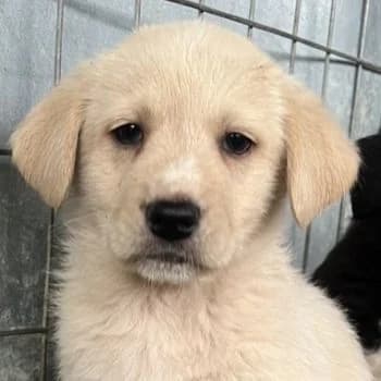 Ljón, male puppy Mixed Breed for adoption at Hundegarten Serres, Euskirchen