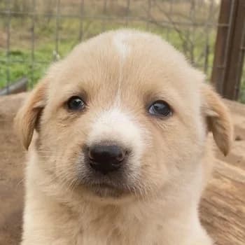 Aydi, male puppy Mixed Breed for adoption at Hundegarten Serres, Euskirchen