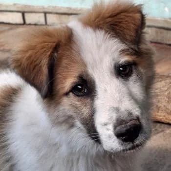 Artax, male puppy Mixed Breed for adoption at Hundegarten Serres, Euskirchen
