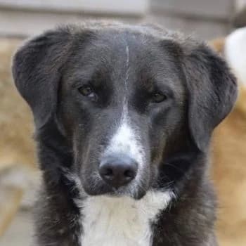 Laura, female 7yo Mixed Breed for adoption at Hundegarten Serres, Euskirchen