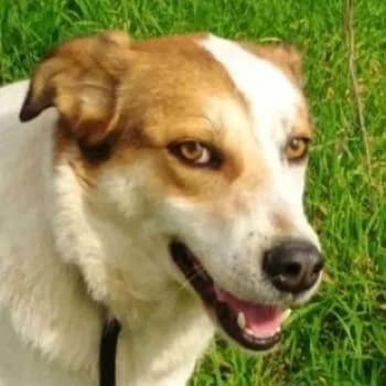 Kalliope, female young Mixed Breed for adoption at Hundegarten Serres, Euskirchen
