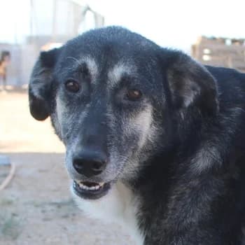 Nancy, female 7yo Mixed Breed for adoption at Hundegarten Serres, Euskirchen
