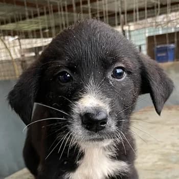 Agápi, female puppy Mixed Breed for adoption at Hundegarten Serres, Euskirchen