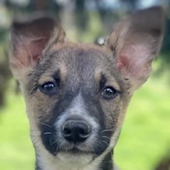 Arial, male puppy Mixed Breed for adoption at Hundegarten Serres, Euskirchen