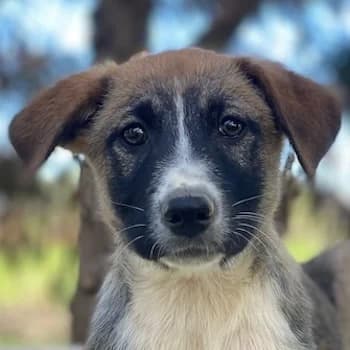 Calibri, female puppy Mixed Breed for adoption at Hundegarten Serres, Euskirchen