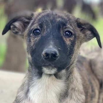 Candara, female puppy Mixed Breed for adoption at Hundegarten Serres, Euskirchen