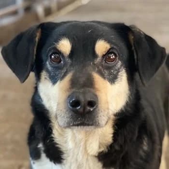 Elyas, male 3yo Mixed Breed for adoption at Hundegarten Serres, Euskirchen