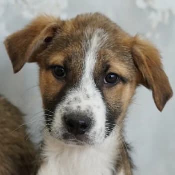 Micha, male puppy Mixed Breed for adoption at Hundegarten Serres, Euskirchen