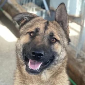 Yuki, female young Mixed Breed for adoption at Hundegarten Serres, Euskirchen