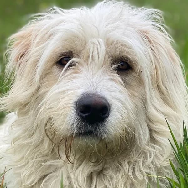 Wuschel, female young Mixed Breed for adoption at Hundegarten Serres, Euskirchen
