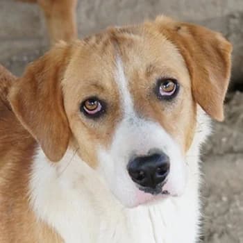 Palia, female young Mixed Breed for adoption at Hundegarten Serres, Euskirchen