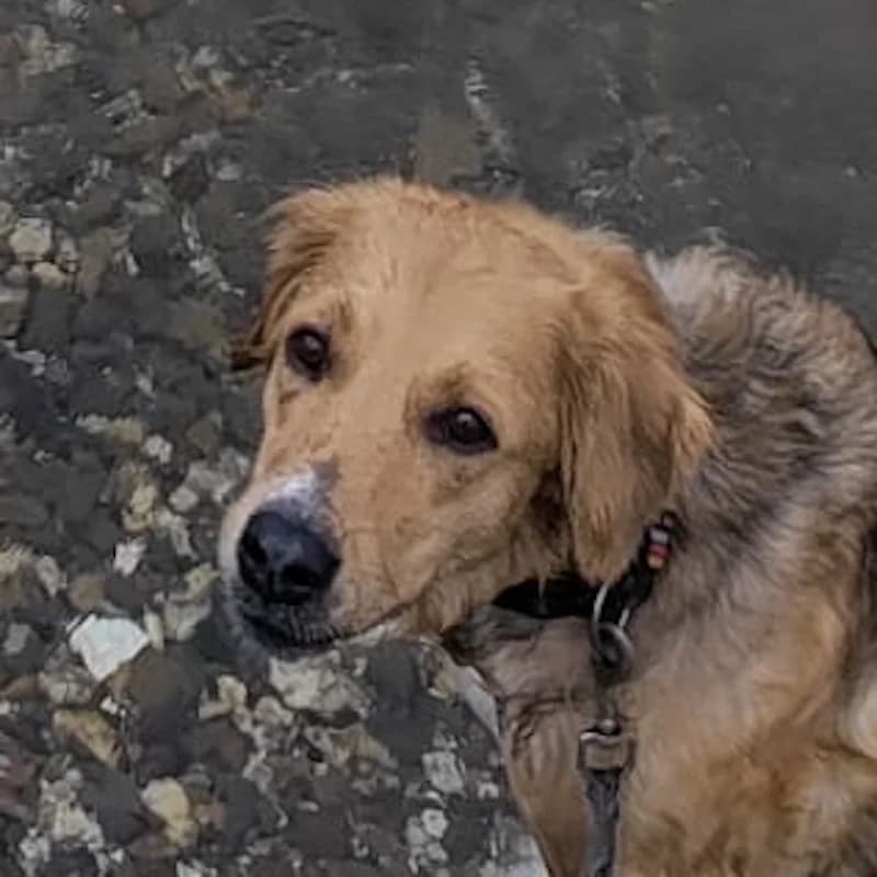 Kara, female senior Mixed Breed for adoption at Hundegarten Serres, Euskirchen