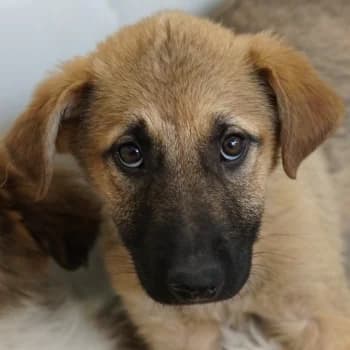 Anja, female puppy Mixed Breed for adoption at Hundegarten Serres, Euskirchen