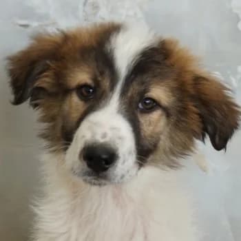 Vera, female puppy Mixed Breed for adoption at Hundegarten Serres, Euskirchen