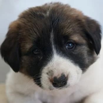 Calma, female puppy Mixed Breed for adoption at Hundegarten Serres, Euskirchen