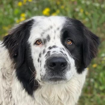 Blossom, female young Mixed Breed for adoption at Hundegarten Serres, Euskirchen