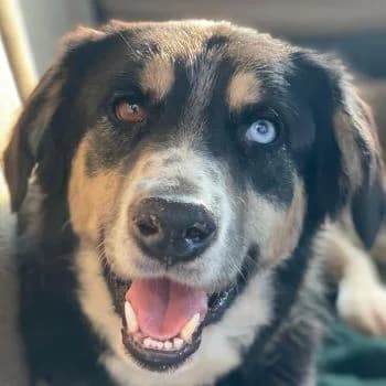 Rafiki, male 3yo Mixed Breed for adoption at Hundegarten Serres, Euskirchen